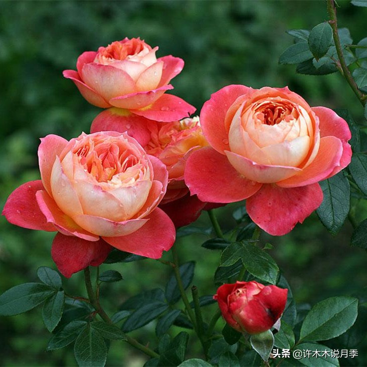 月季为什么不开花和品种有关系吗,买回来的月季不长花骨朵怎么办