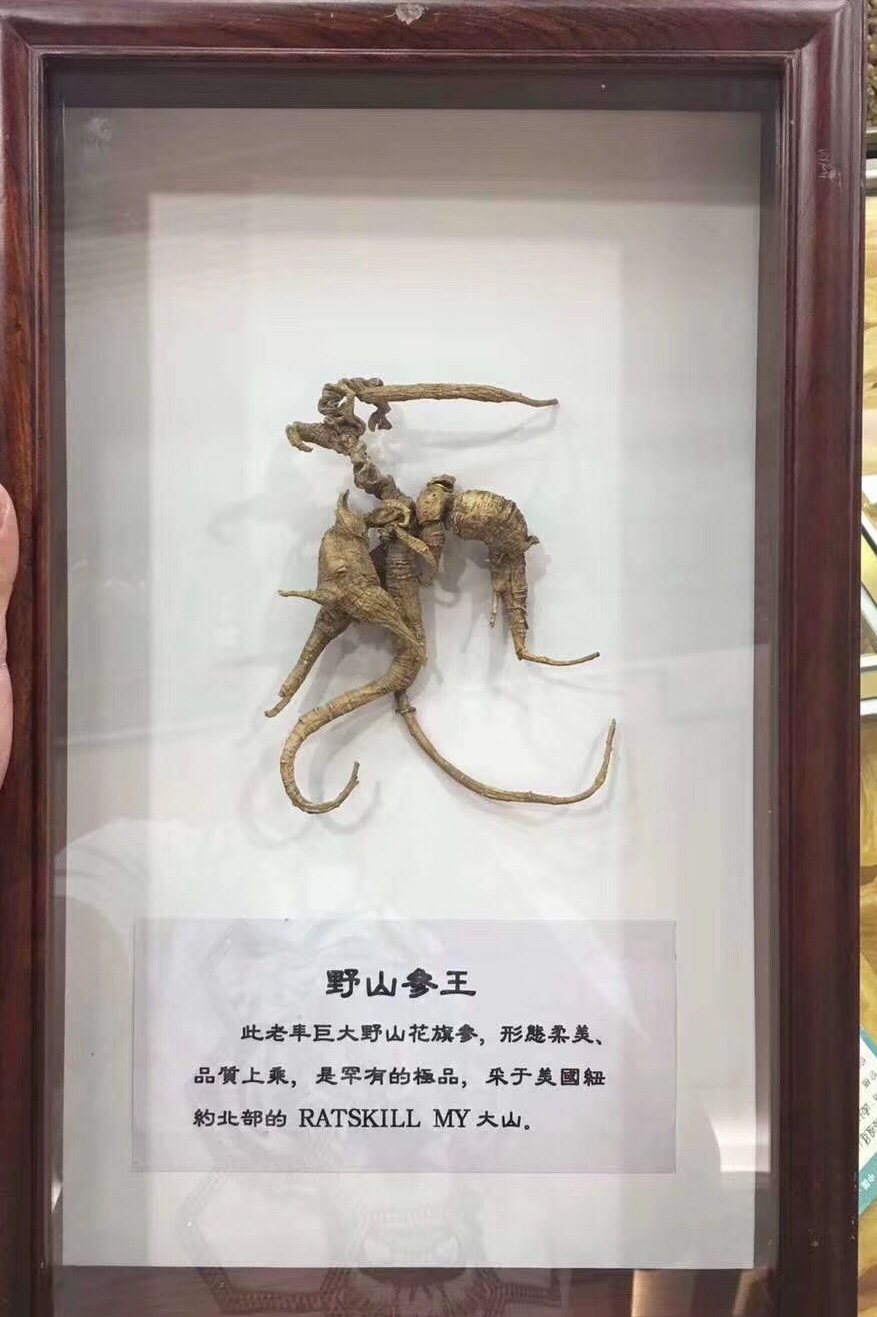 西洋参进入中国的时间,西洋参从哪里进的货