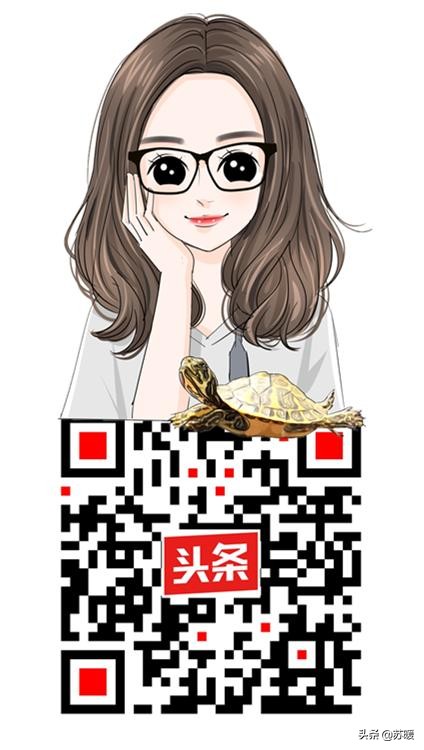 红耳巴西龟怎么养最简单的,养巴西龟的正确方法图解