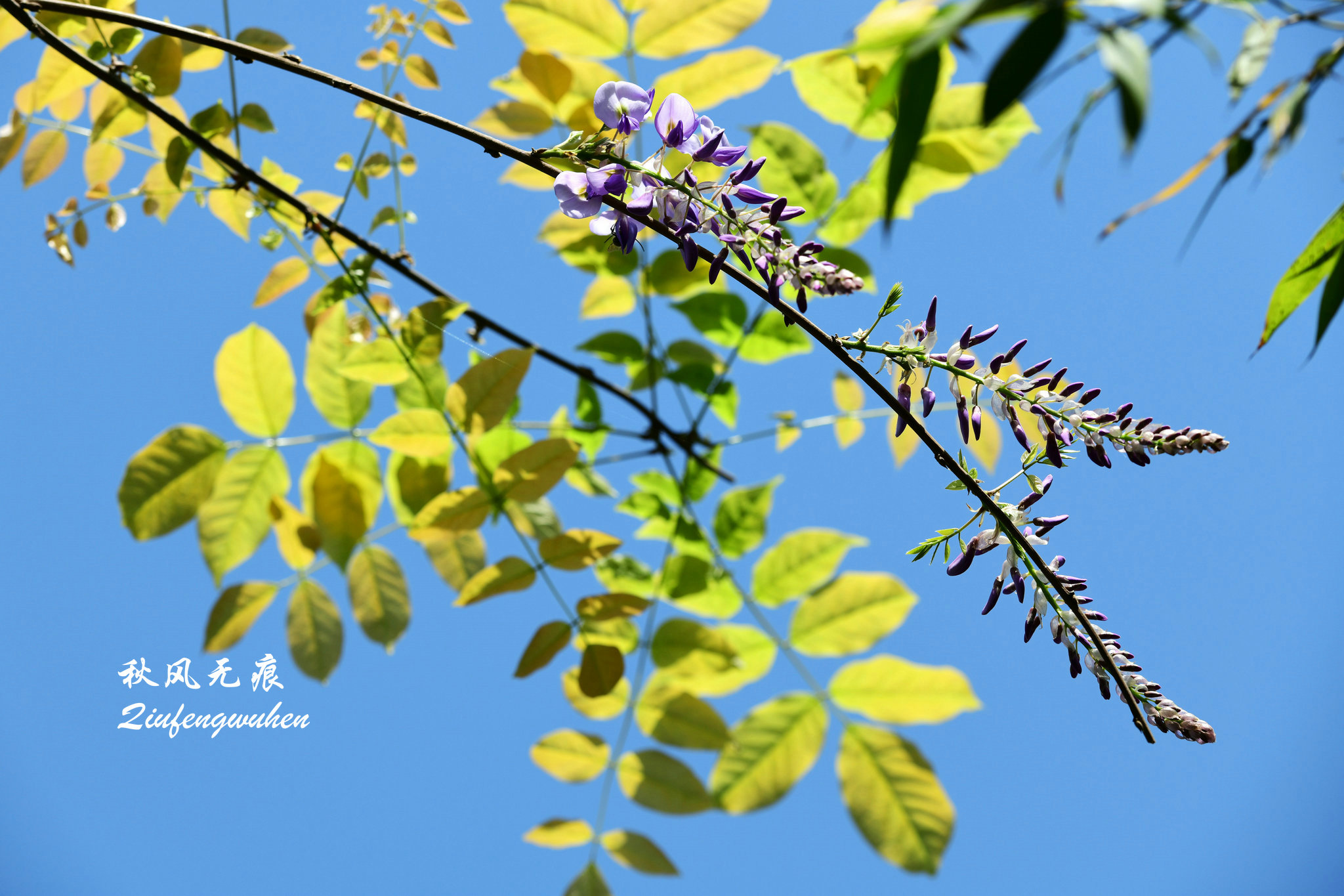 四月的春风西安,四月春风里的樱花