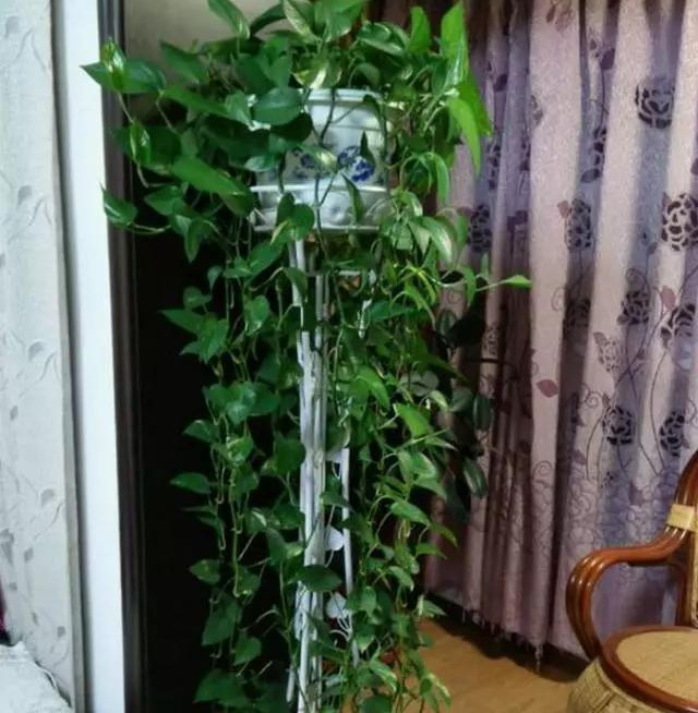 绿萝怎么样做才能好看呢,绿萝如何造型比较好看