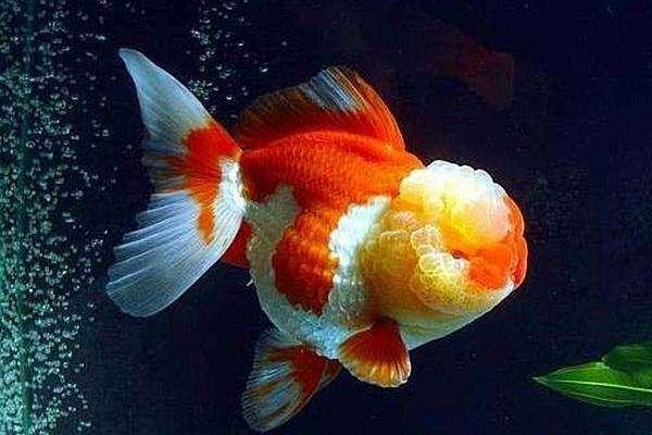 初次养观赏鱼的正确方法,观赏鱼定期检疫方法