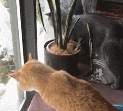 我的猫掉下楼死了怎么办,我的猫跳楼死了