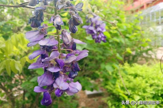 故事樱桃和辣椒,故事樱桃