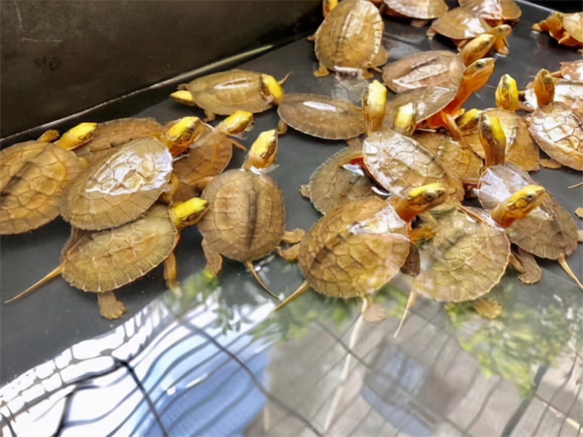 一碗龟苓膏大概多少钱,一碗龟苓膏的批量