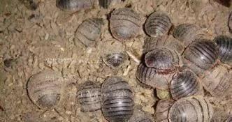 农村发现一只老龟,农村有药用价值500块一公斤的虫子