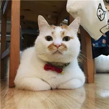 疫情期间，我家猫却发情了，我该怎么办？