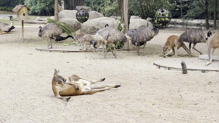 广州长隆野生动物园游玩攻略最新,长隆野生动物园亲子游三天