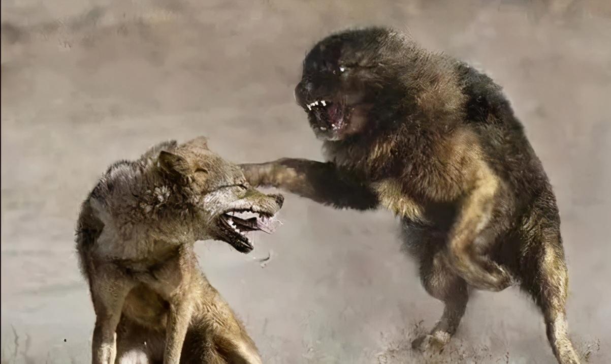 老狗临死前跑到野外和主人告别,养了16年的狗临终前跟主人告别