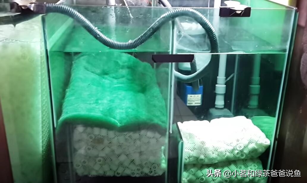 新开鱼缸怎么快速建立硝化菌,新鱼缸怎样快速培养硝化菌