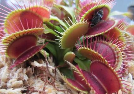 关于食虫植物的冷知识,哪种食虫植物效果好