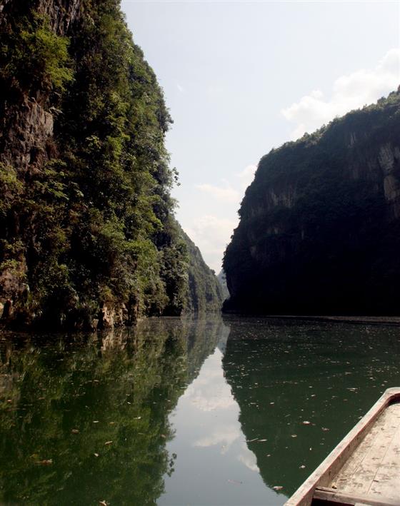 黄山的金凤凰,山沟里的金凤凰湖北
