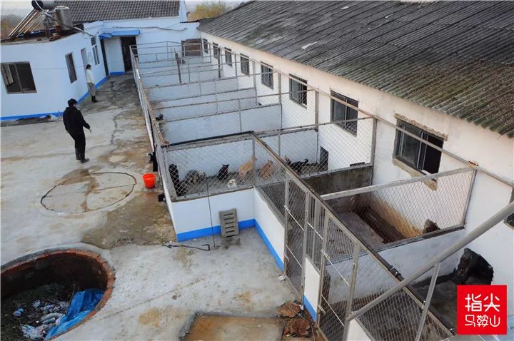 马鞍山流浪狗救助中心在哪里,曝光流浪狗救助真相