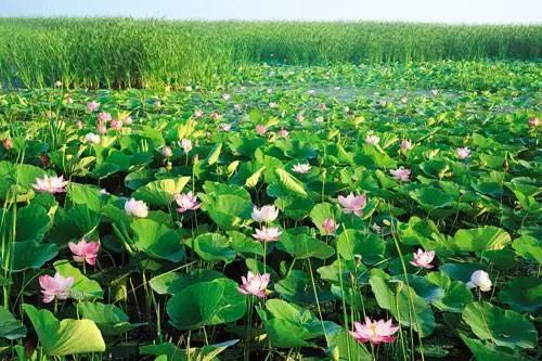 全国十大最佳赏荷好去处,沈阳赏荷花攻略