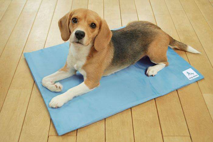 狗狗常出现的问题,狗狗常有的问题