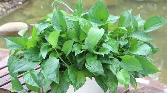 冬天绿萝移盆的正确方法,深秋时节绿萝反黄怎么办