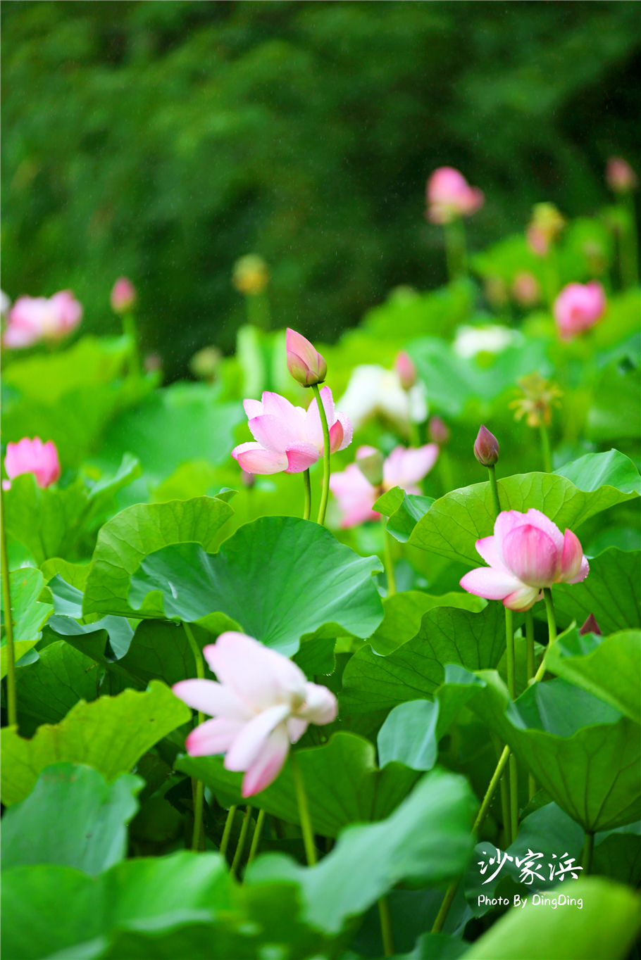 苏州红色革命旅游景点图片,苏州红色革命景点介绍视频