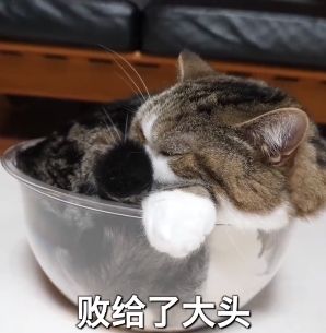 猫的内在品质,猫的本质就是嫌弃主人