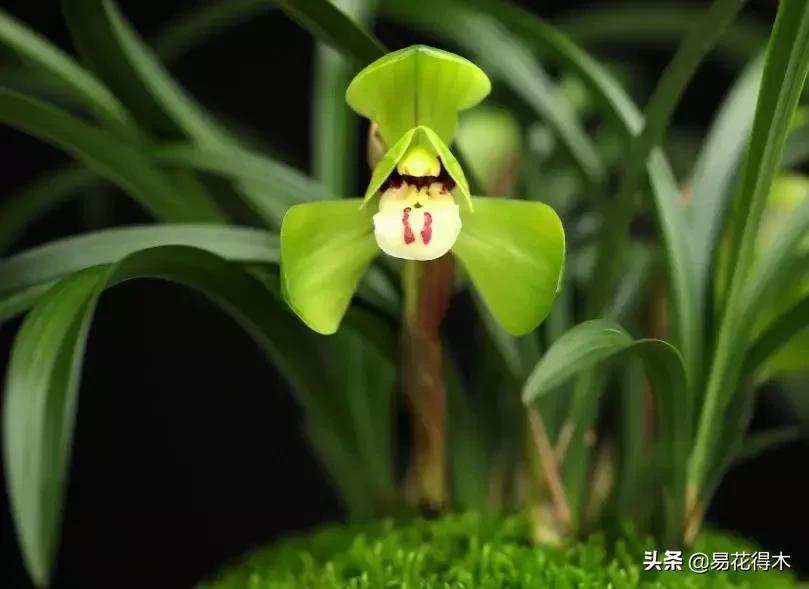 春兰荷瓣几大名品,春兰环球荷鼎和大富贵的区别