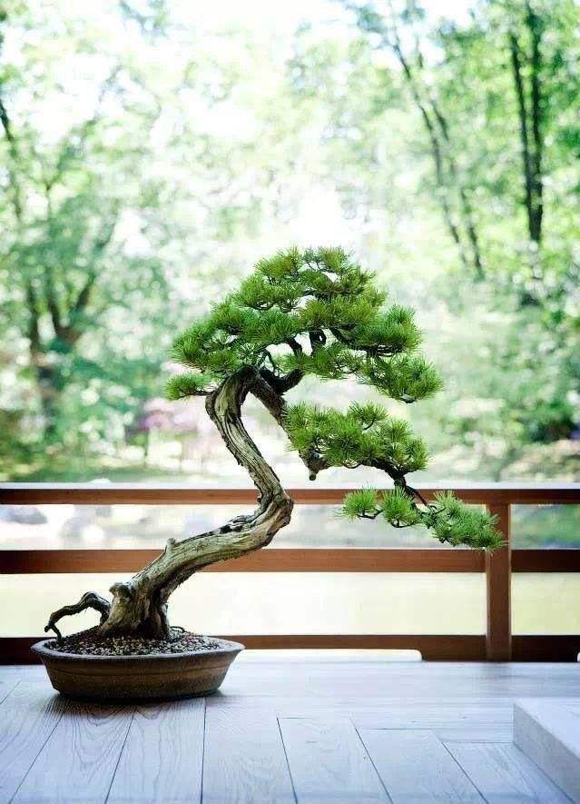 松针短小成簇,松针盆景植物