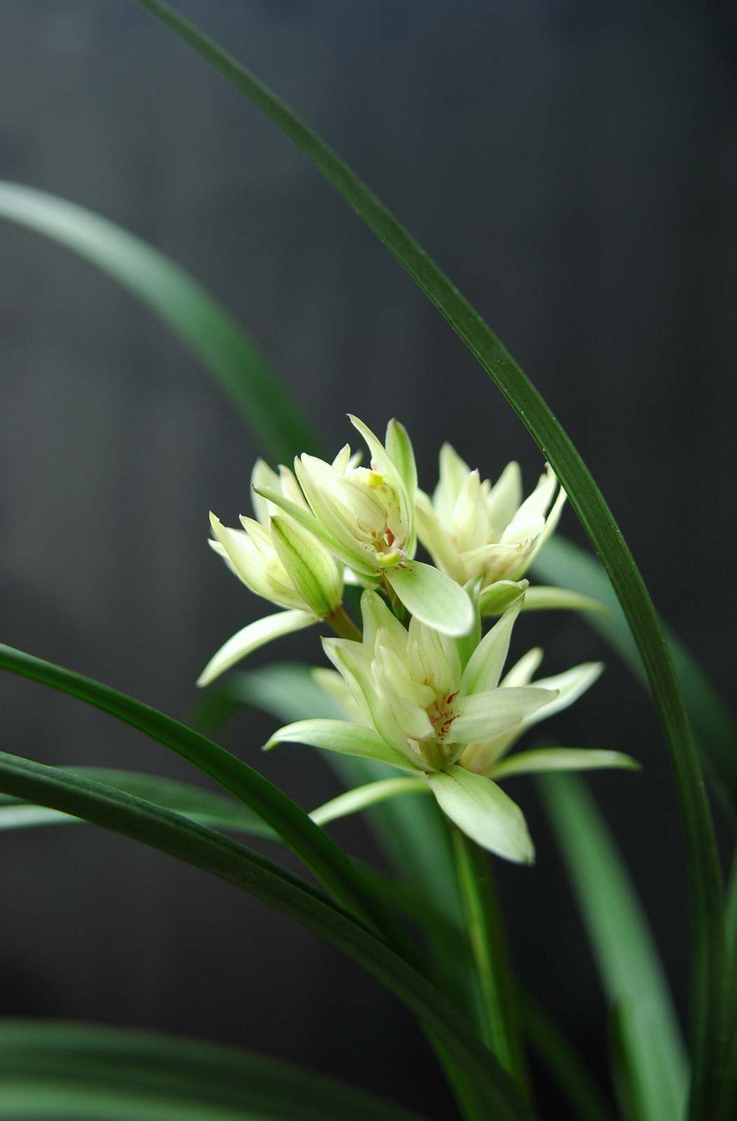 君子兰兰花不开花的原因,怎样使君子兰兰花叶子长得对称