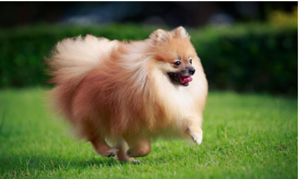 博美犬怎么养才爆毛,博美犬该怎么养毛更好