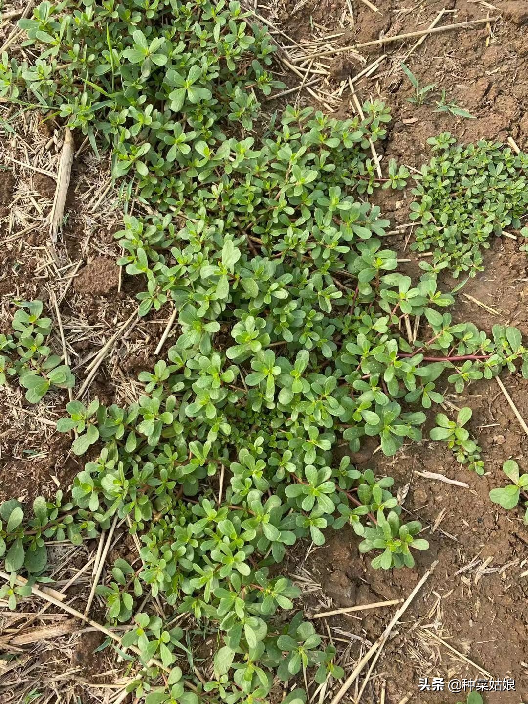 种菜板结最好的方法,种菜土地板结最快解决方法