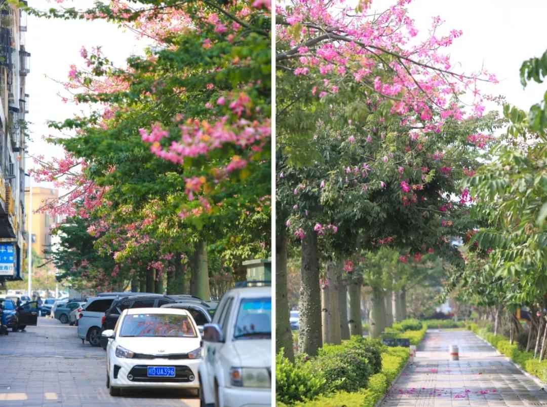 2020美到窒息！珠海的冬天，美炸了