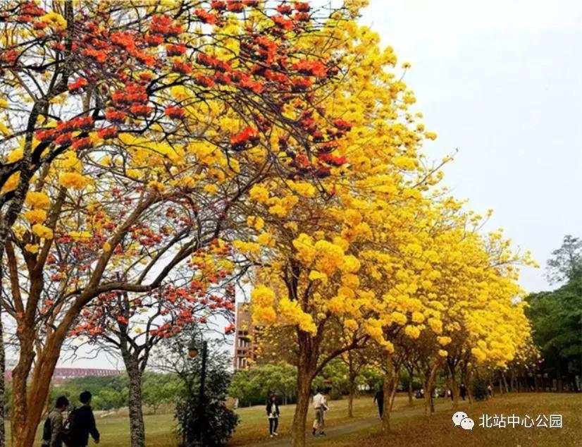 实拍深圳的一座公园,深圳有足球场的公园