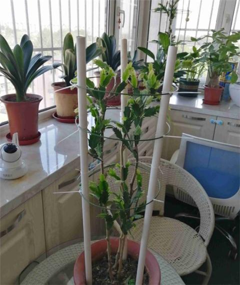 怎么给蟹爪兰做支架,蟹爪兰支架自己做