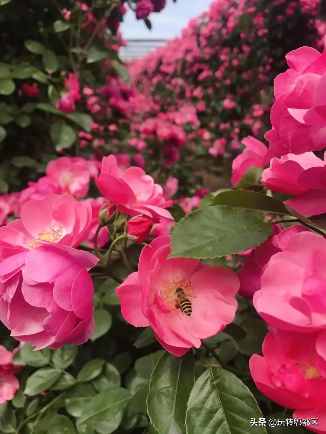 郫都区最美的花海,成都郫都花乡玫瑰开放了吗