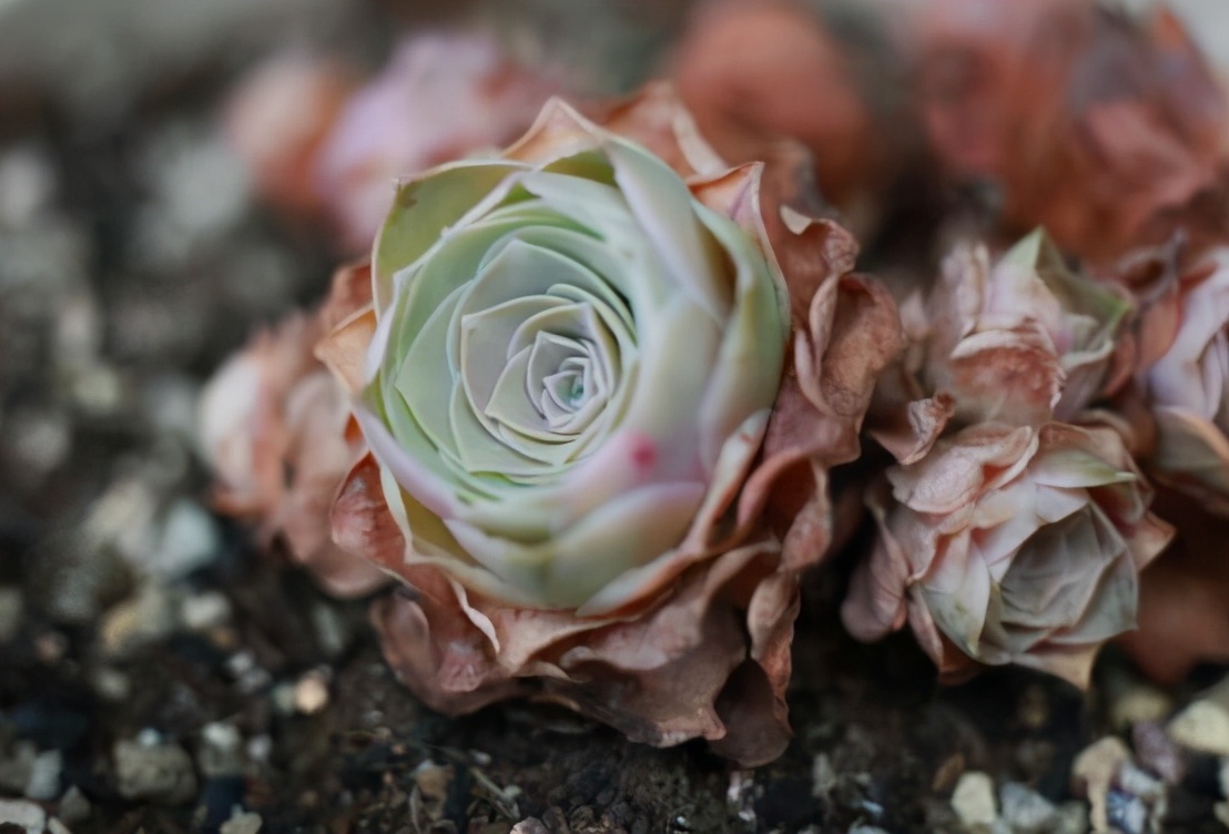 天热什么时候给花浇水好,为什么低温时少给花浇水