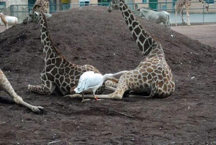 看起来威武霸气，其实比谁都嘴欠，带你了解鹈鹕的生活