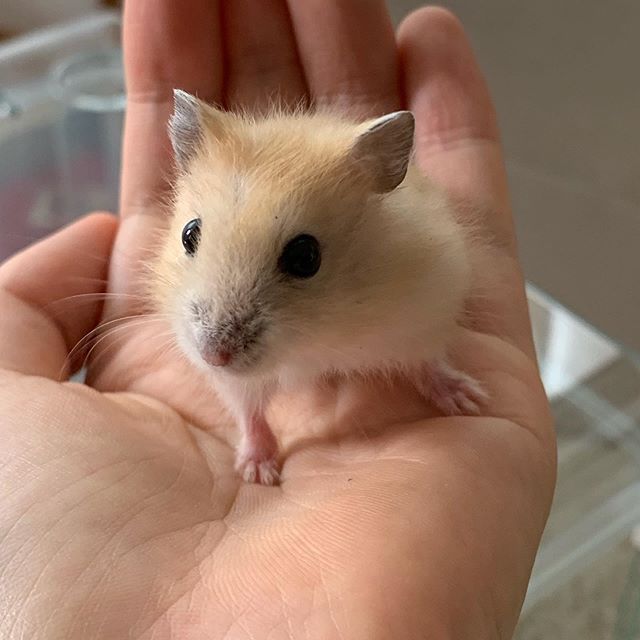 仓鼠中暑的解决方法,仓鼠怎么避免中暑