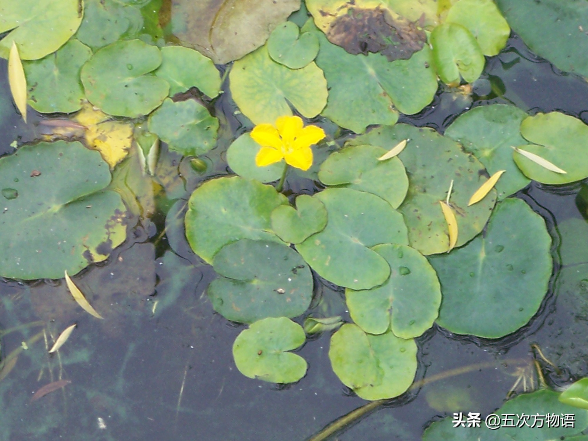 吃过菱角，却不知道菱角梗更好吃