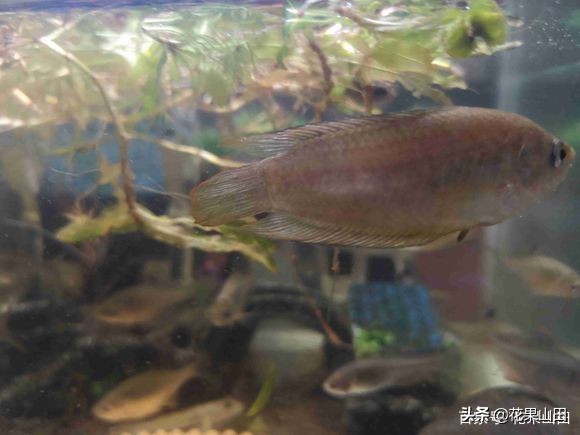 鱼缸里有少量水草小虾会不会被吃,鱼缸里的鱼是不是会攻击生病的鱼