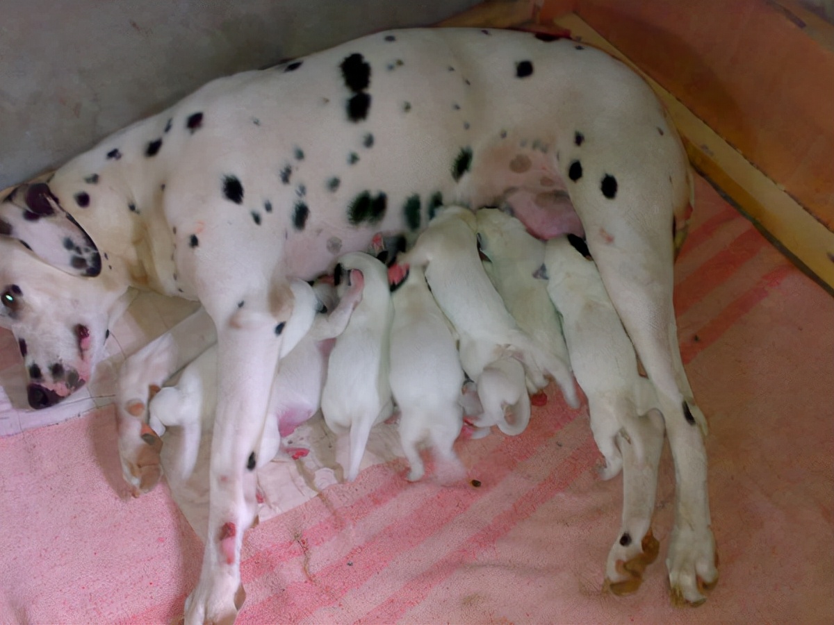 养狗的10个基本常识,养狗这50条小知识主人们都知道吗