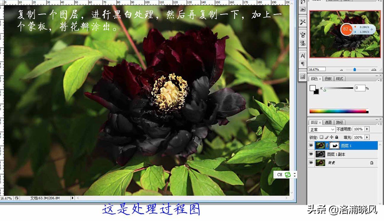 牡丹的名贵品种黑牡丹和绿牡丹,牡丹的稀有品种绿牡丹和黑牡丹
