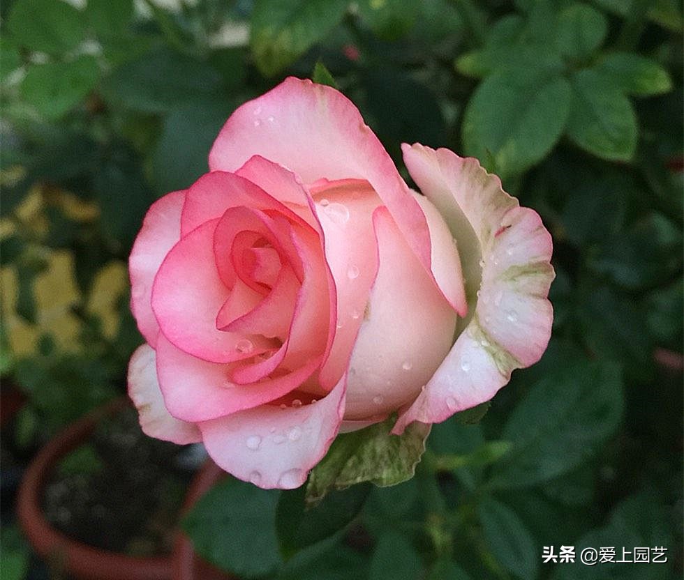 适合阳台种容易爆盆的切花月季,月季经典高颜值品种是哪个