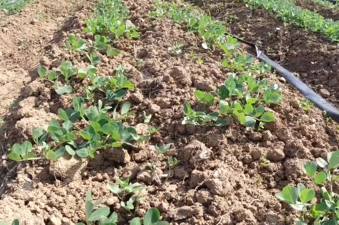 花生怎么高产丰收,花生适时收获的标准