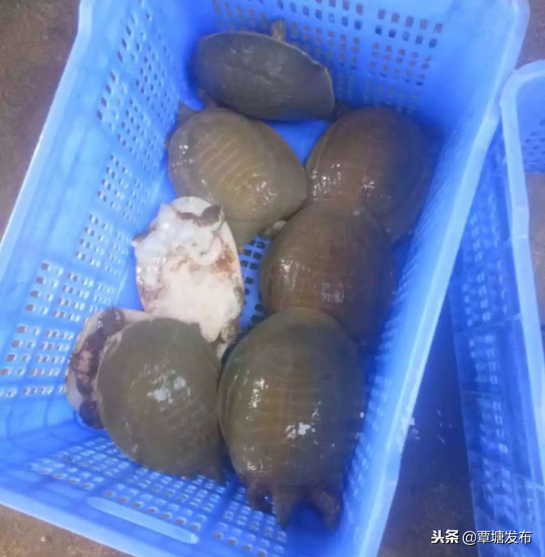 村子里的养殖场,我的家庭养殖场