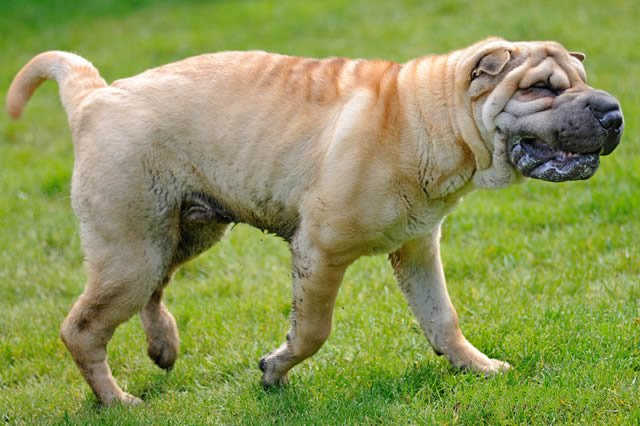 最适合新手养的十大狗狗排行榜,最适合新手养的狗狗十大排行榜