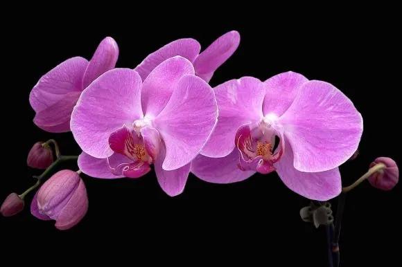 蓝紫色花系植物,蓝紫色系花境植物