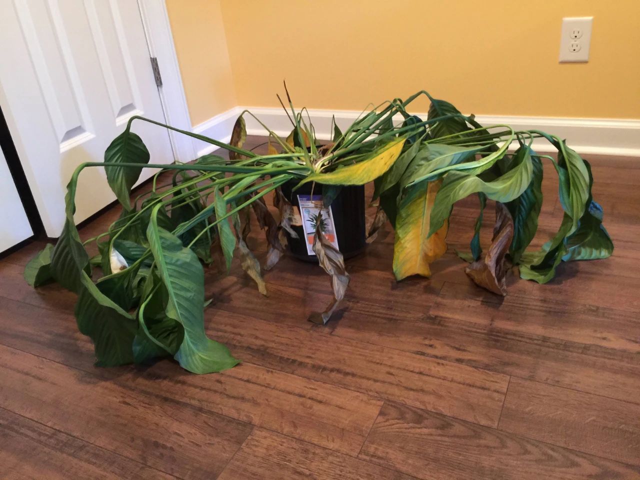 4个方法植物很容易烂根黄叶,浇水多了花枯萎了怎么救活