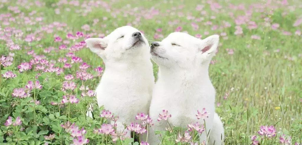 台湾福懋动物医院,福懋动物诊所江南分院