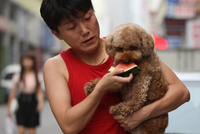 养泰迪犬不可以吃什么,养泰迪怎么不让它叫呢