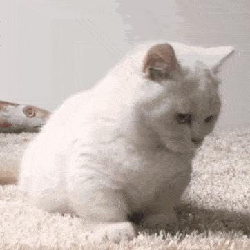 猫咪身上哪些部位不能碰水,猫咪身上的四个弱点