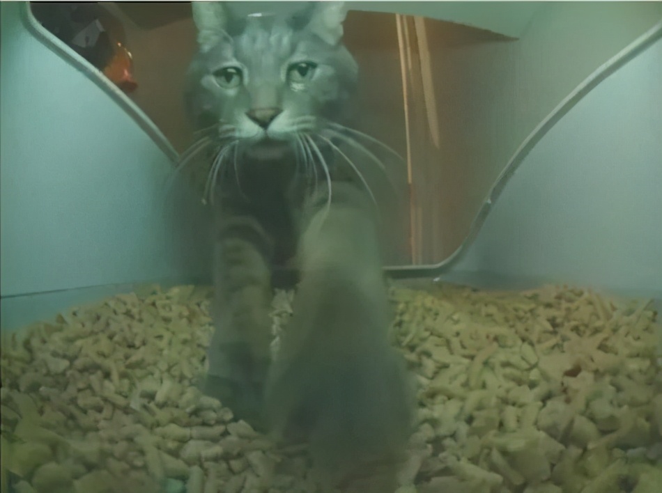 猫咪糖尿病如何诊断,猫咪糖尿病如何确诊