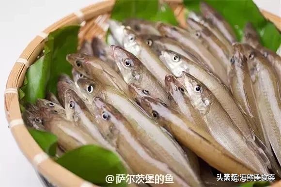 各种寿司纯鲜三文鱼刺身,日本传统寿司都用什么鱼