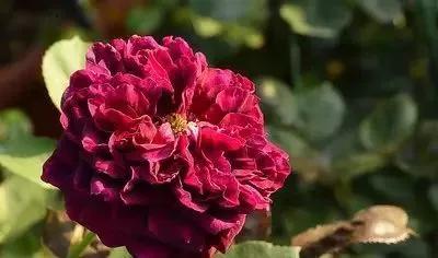 每天学习一点点花卉,100种常见玫瑰品种